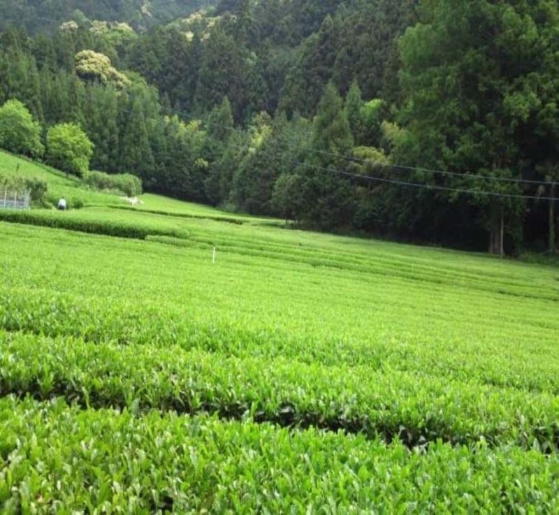 From Tokyo: Mount Fuji Private Customizable Full-Day Tour - FAQ