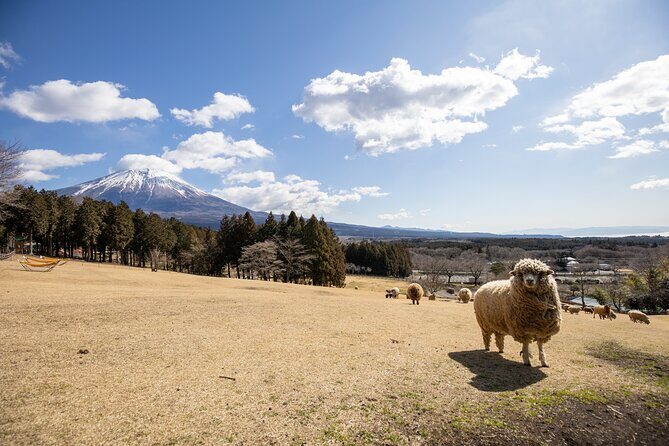 From Tokyo Mt.Fuji, Lake Kawaguchi, Makaino Farm day tour - The Sum Up