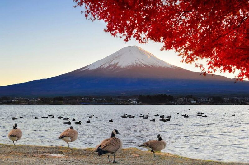 from-tokyo-mt-fuji-lake-kawaguchi-oshino-hakkai-day-tour