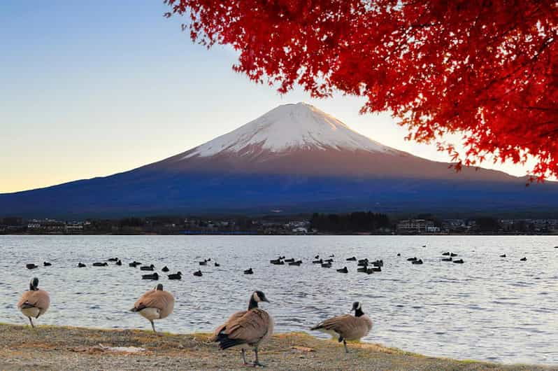 from-tokyo-mt-fuji-lake-kawaguchi-oshino-hakkai-day-tour