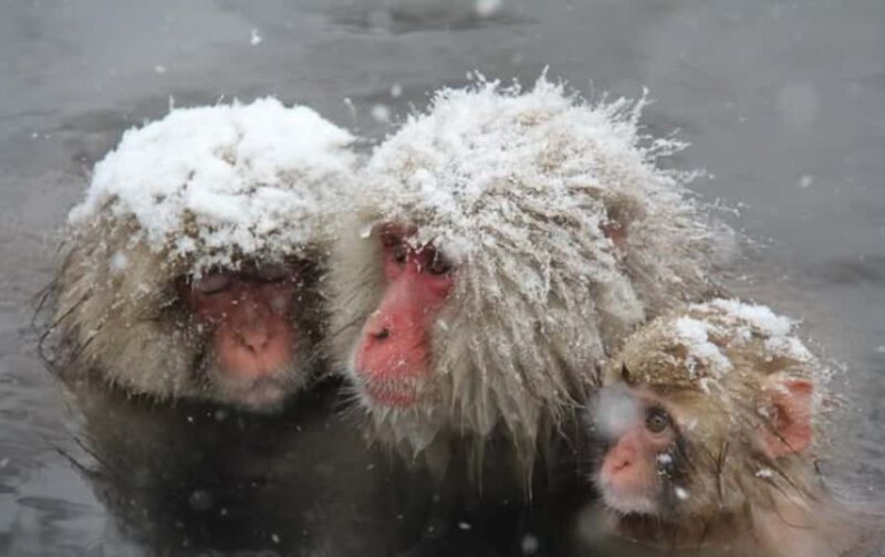 From Tokyo: Nagano Day Private Tour With English Driver - Key Points