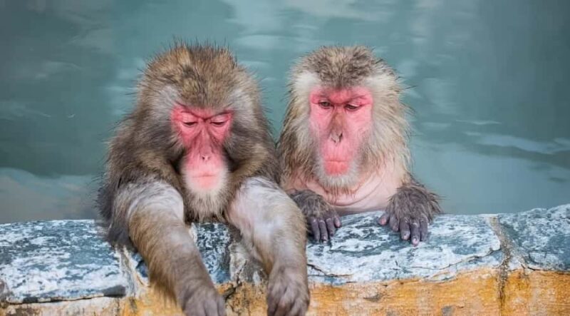 From Tokyo: Nagano Day Private Tour With English Driver - An In-Depth Look at the Nagano Snow Monkey Tour