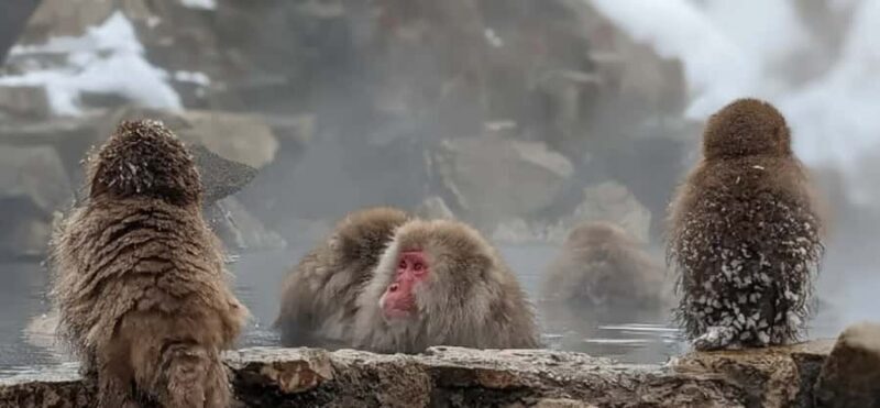 From Tokyo: Nagano Day Private Tour With English Driver - The Sum Up