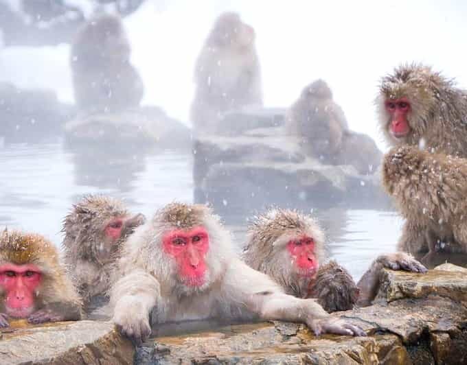 From Tokyo/Nagano : Private Snow Monkeys Park Full Day Trip - Zenkoji Temple: A Cultural and Spiritual Landmark