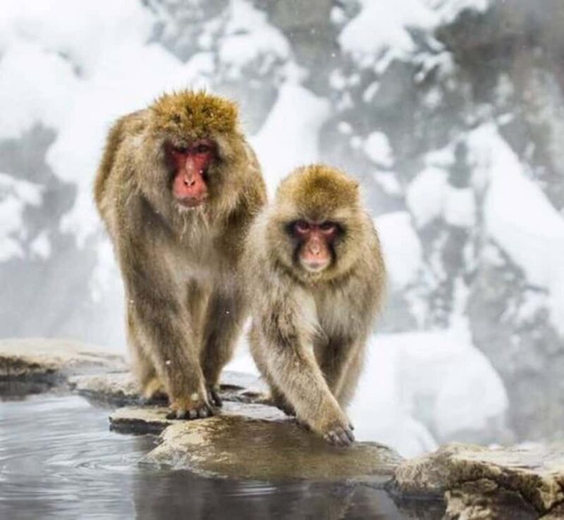 From Tokyo: Nagano Private Tour with Snow Monkeys - Key Points