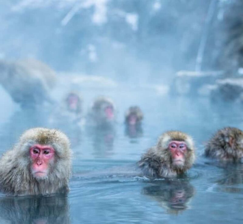From Tokyo: Nagano Private Tour with Snow Monkeys - An In-Depth Look at the Nagano Private Tour