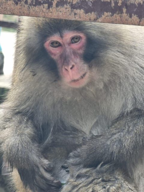 From Tokyo: Nagano Snow Monkey Park Tour With English Driver - Key Points