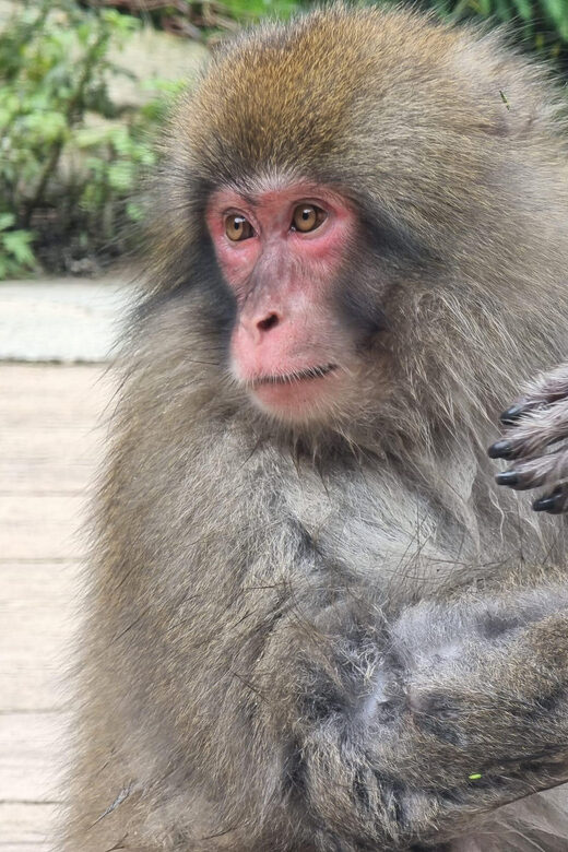 From Tokyo: Nagano Snow Monkey Park Tour With English Driver - A Practical Look at the Tour Experience