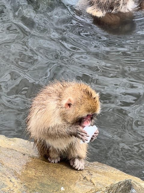 From Tokyo: Nagano Snow Monkey Park Zenkoji Temple Day Trip - An In-Depth Look at the Nagano Day Trip