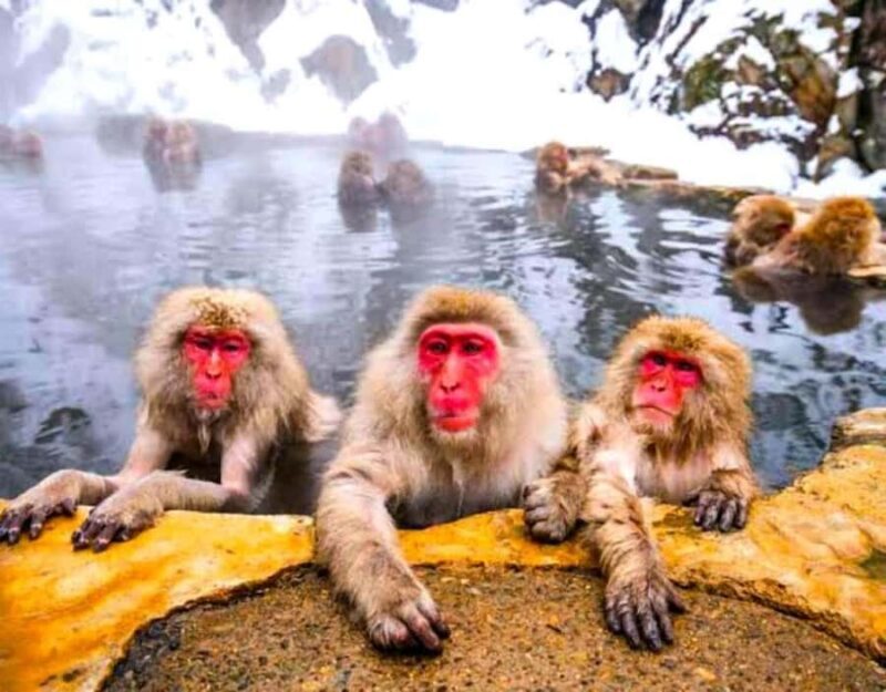 From Tokyo/Nagano: Snow Monkey Zenkoji Temple Private tour. - A Deep Dive into the Nagano Private Tour Experience