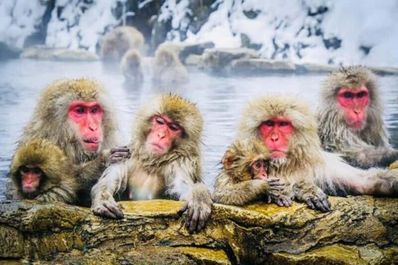 From Tokyo/Nagano: Snow Monkey Zenkoji Temple Private tour. - Final Thoughts: Who Will Love This Tour?