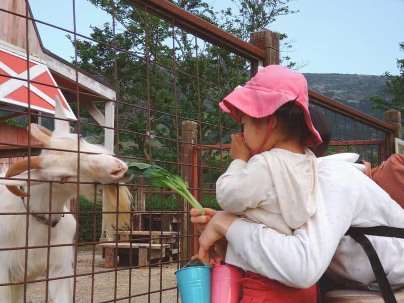 From Tokyo: Numazu Port, Mishima Skywalk, Mt. Fuji View Tour - Detailed Review of the Tour Experience