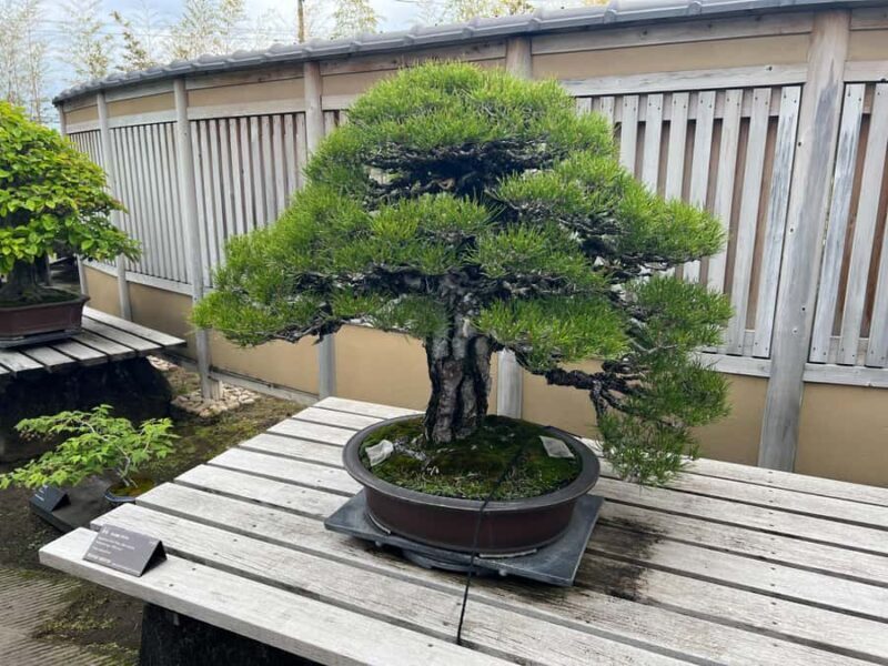 From Tokyo: Omiya Bonsai Village Tour with Licensed Guide - The Value of a Private, Customizable Tour