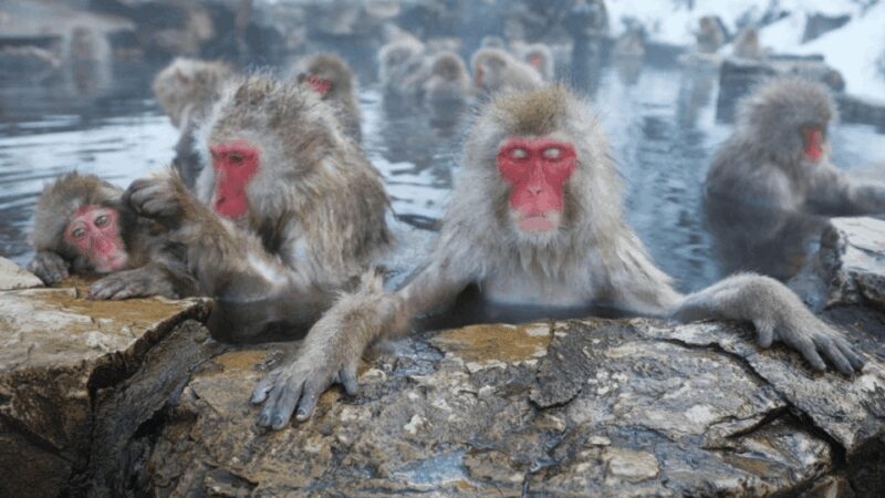 From Tokyo: Private Tour Snow Monkey Park & Zenko-ji Temple - The Journey Begins: From Tokyo to Nagano in Style