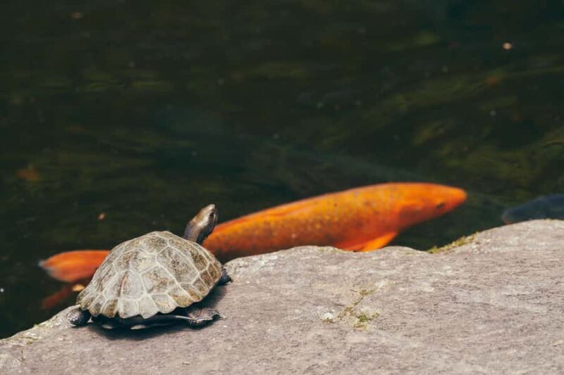 From Tokyo: Private Tour to Mt Fujis Secret Side & Onsen - FAQ