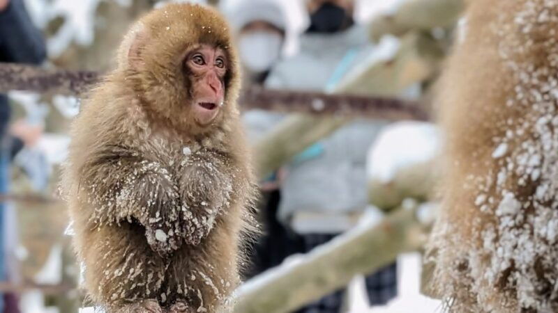 from-tokyo-snow-monkey-1-day-tour-with-beef-sukiyaki-lunch