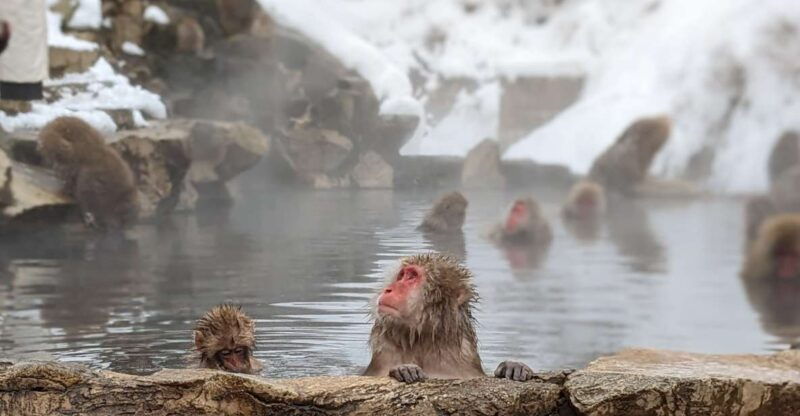 from-tokyo-snow-monkey-1-day-tour-with-beef-sukiyaki-lunch
