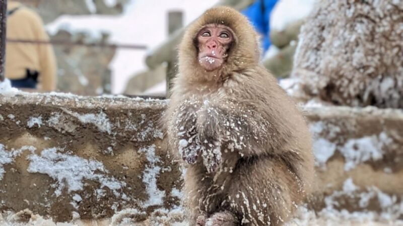 from-tokyo-snow-monkey-1-day-tour-with-beef-sukiyaki-lunch