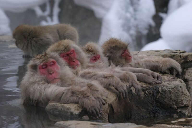 from-tokyo-snow-monkey-1-day-tour-with-beef-sukiyaki-lunch