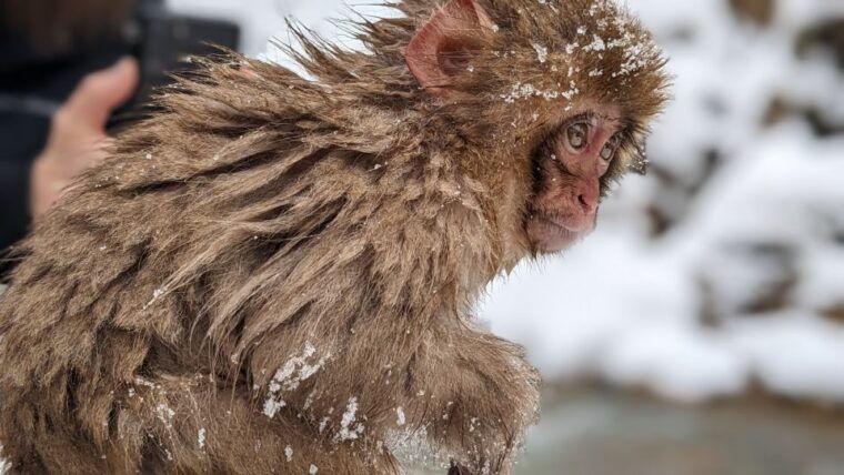 from-tokyo-snow-monkey-1-day-tour-with-beef-sukiyaki-lunch