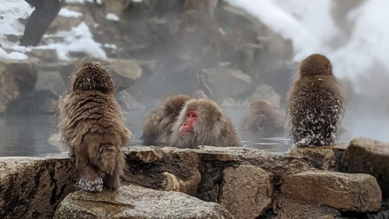 from-tokyo-snow-monkey-1-day-tour-with-beef-sukiyaki-lunch