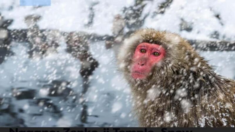 From Tokyo: Snow Monkey Full Day Customizable Private Tour - Final Thoughts