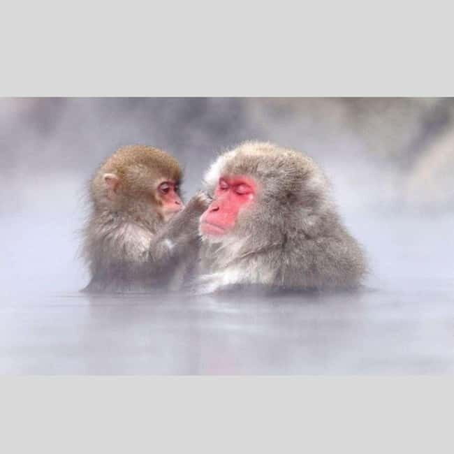 From Tokyo: Snow Monkey Park and Miso Production Day Tour - An In-Depth Look at the Tour Experience