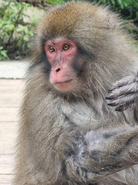 From Tokyo: Snow Monkey Private Customize Day Tour - Exploring Zenko-ji Temple