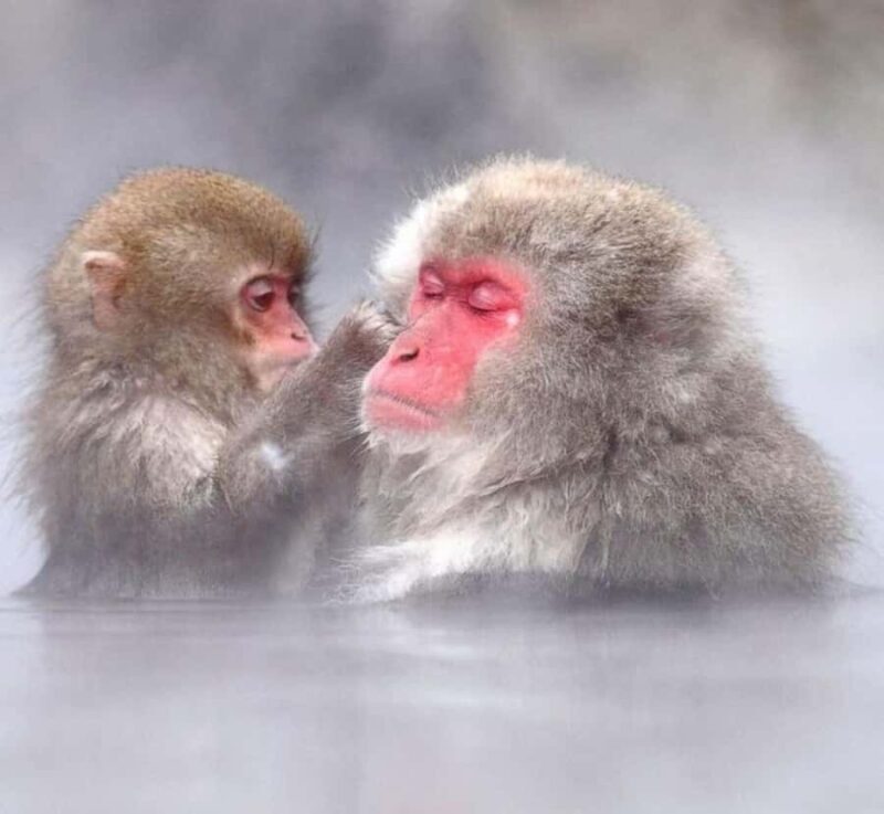 From Tokyo: Snow Monkey & Zenko-ji Temple Customizable Tour - Practical Details and Experience Value