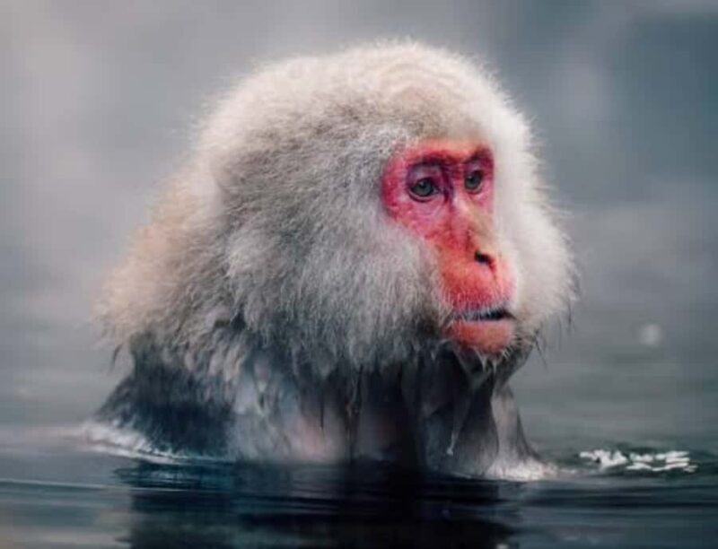 From Tokyo: Snow Monkey & Zenkoji Temple Customizable Tour - Key Points