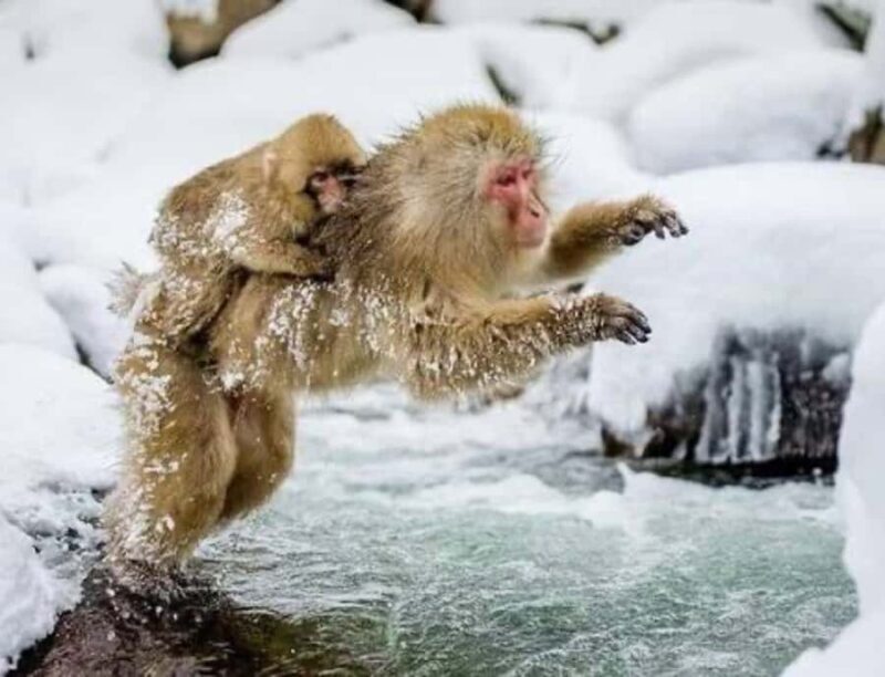 From Tokyo: Snow Monkey & Zenkoji Temple Customizable Tour - Exploring the Japanese Alps: What to Expect from the Tour