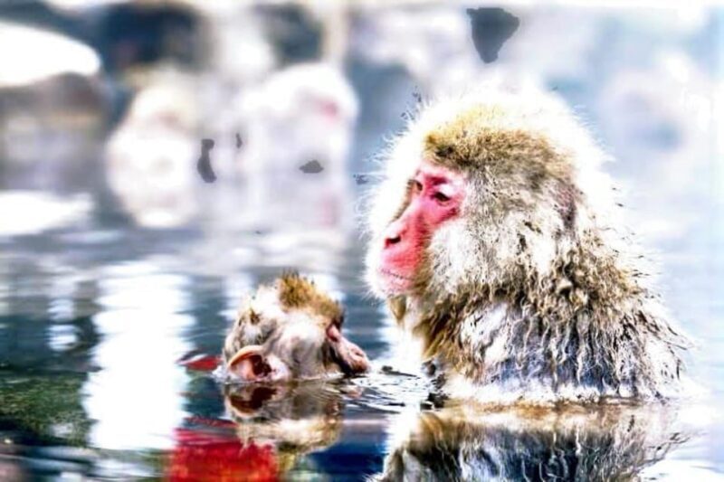 From Tokyo: Snow Monkey & Zenkoji Temple Private Tour - Returning to Tokyo  