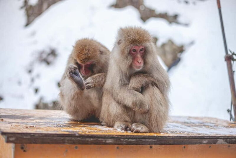 From Tokyo: Snow Monkeys and Zenkoji Temple Day Trip - Exploring Nagano: What You’ll Experience on This Day Trip
