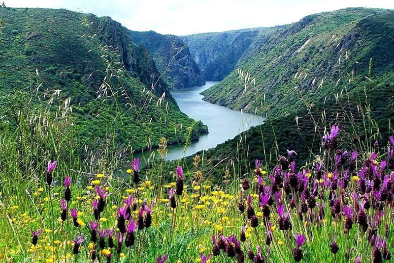 From Torre de Moncorvo: an Immersive Tour through Douro - Exploring the Douro Valley from Torre de Moncorvo