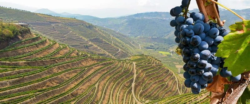 From Torre de Moncorvo: an Immersive Tour through Douro - The Sum Up