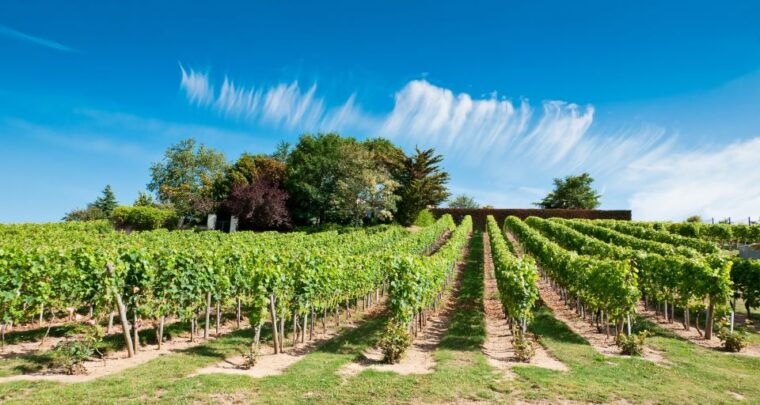 from-tours-loire-valley-wineries-day-trip-with-tastings
