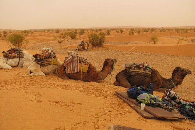 From Tozeur: 3-Day Desert Trip - Discover the Sahara: A 3-Day Desert Trip from Tozeur