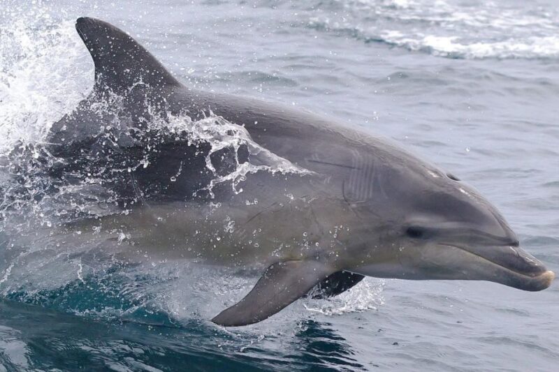 From Triabunna: Maria Island Cruise & Guided Walk with Lunch - A Close Look at the Tour: What You Can Expect