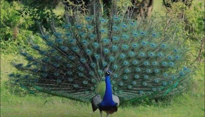 from-trincomalee-minneriya-kaudulla-elephant-safari