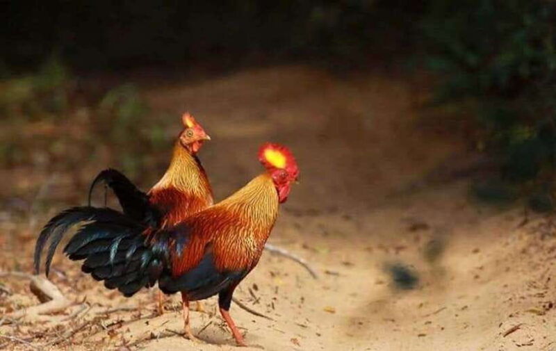 from-trincomalee-minneriya-kaudulla-elephant-safari