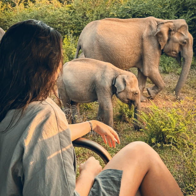 from-trincomalee-minneriya-kaudulla-elephant-safari
