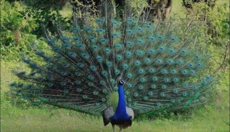 from-trincomalee-minneriya-kaudulla-elephant-safari