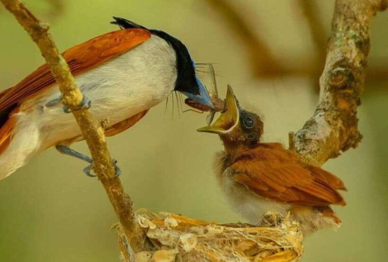 from-trincomalee-minneriya-kaudulla-elephant-safari