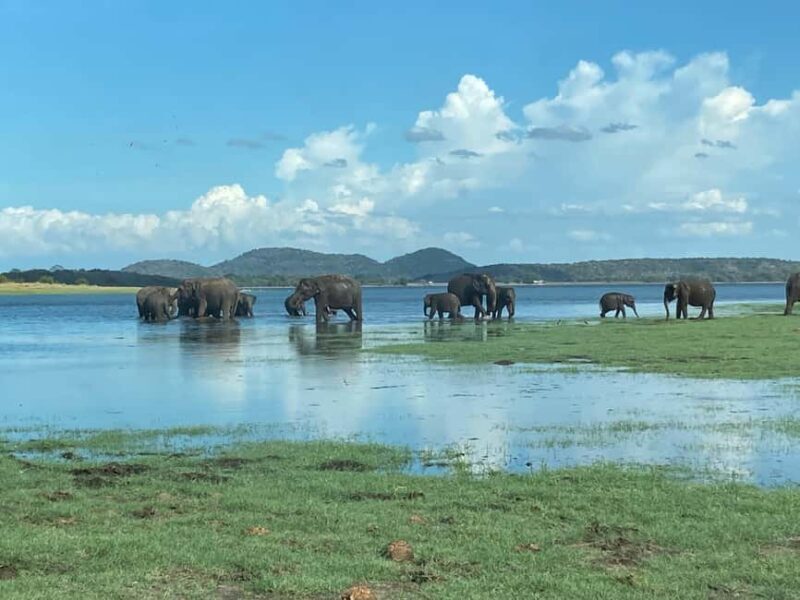 From Trincomalee: Minneriya National Park 4X4 Jeep Safari - Who Will Love This Tour?