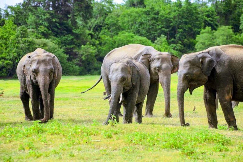 From Trincomalee: Minneriya National Park 4X4 Jeep Safari - FAQs