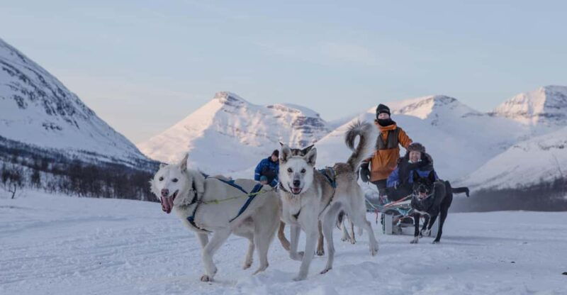 from-tromso-advanced-dog-sledding-tour-at-camp-tamok