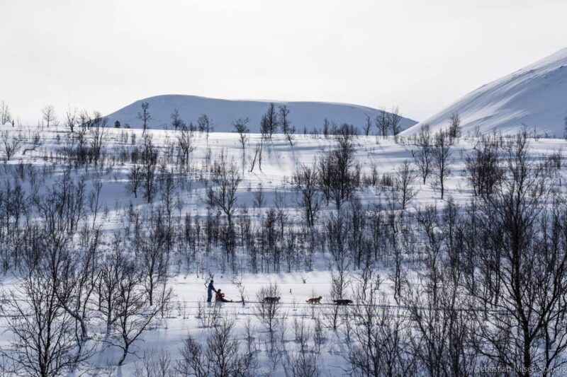 from-tromso-advanced-dog-sledding-tour-at-camp-tamok