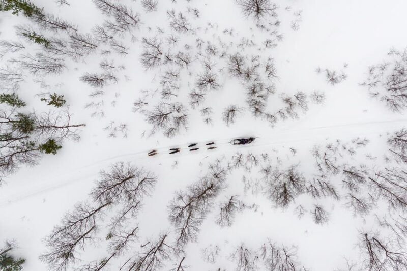 from-tromso-advanced-dog-sledding-tour-at-camp-tamok