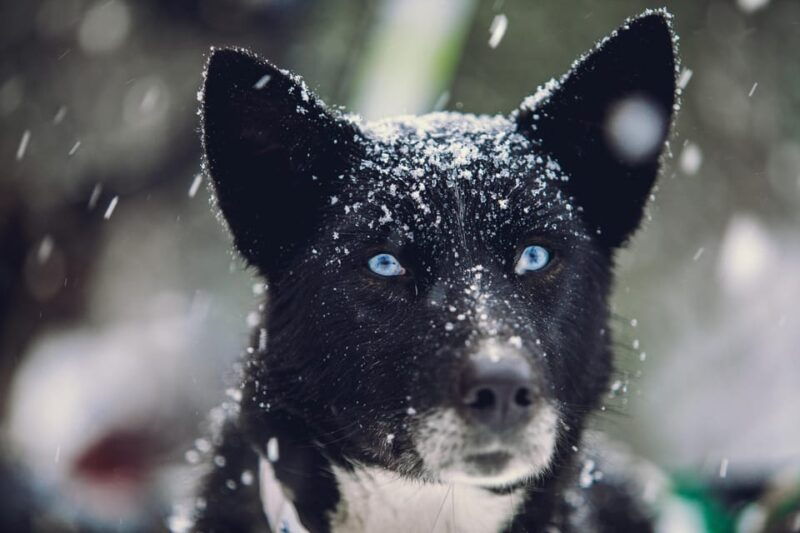 from-tromso-advanced-dog-sledding-tour-at-camp-tamok