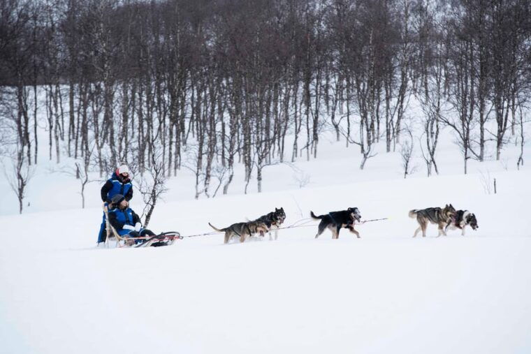from-tromso-advanced-dog-sledding-tour-at-camp-tamok